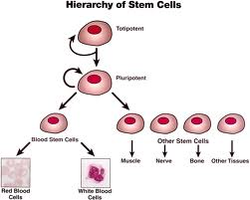 define stem cell biology